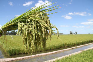 Imagem de Tecnologias para o cultivo de arroz irrigado por sulco, em terras baixas do Rio Grande do Sul