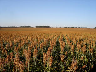 Imagem de Sorgo - BRS 330