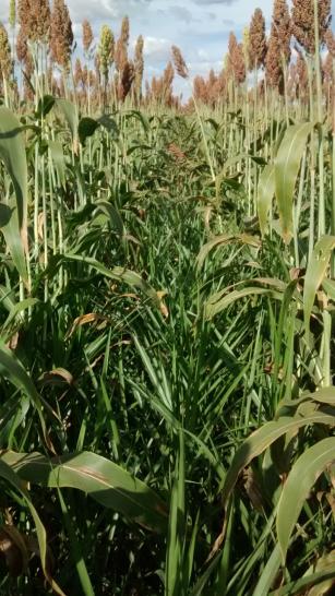 Imagem de Sistema Diamantino - Consórcio de sorgo biomassa com gramíneas forrageiras