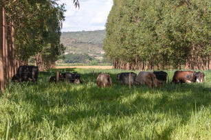 Imagem de Validação de modelos para análise de oportunidades de mitigação da emissão de gases de efeito estufa em sistemas de intensificação pecuária no Cerrado