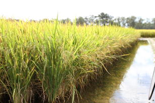 Image of BRS Pampa irrigated rice cultivar