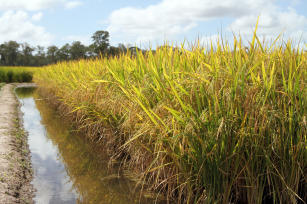 Image of Arroz irrigado BRS Pampa CL