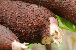 Image of BRS Gema de Ovo cassava cultivar