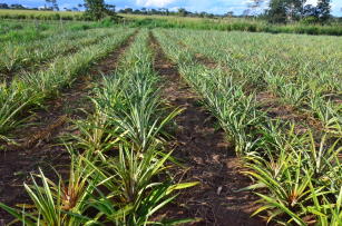 Image of Pineapple crop production system for the state of Acre, Brazil