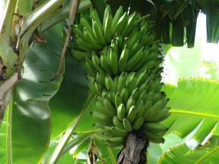 Imagem de Tecnologias e estratégia para uso e manejo eficiente da água de irrigação para fruteiras tropicais no Semiárido