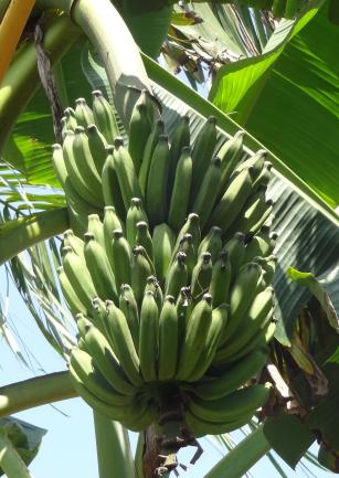 Image of Banana BRS Pacoua