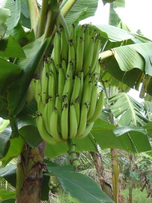 Image of Plantain BRS PL03 (Terrinha)