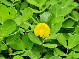 Image of Forage Peanuts - BRS Oquira