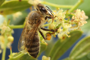 Imagem de Produção de rainhas de abelha Apis mellifera na região semiárida do Brasil