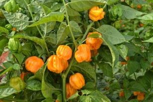 Image of Pimenta habanero BRS Araçari