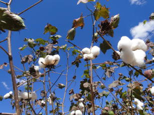 Imagem de Desenvolvimento de produto biopesticida à base de TMOF para controle de insetos-praga da agricultura