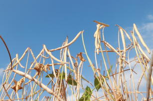 Image of BRS Guirá - black cowpeas