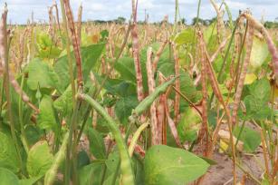 Image of BRS Bené - brown cowpeas