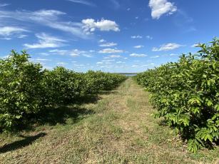 Image of BRS Guaraçá: guava tree rootstock