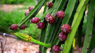 Imagem de Pitaya BRS MPC (BRS Minipitaya do Cerrado) - casca vermelha com espinhos e polpa branca