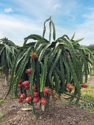 Image of Pitaya BRS LZC (BRS Luz do Cerrado) - casca vermelha e polpa branca