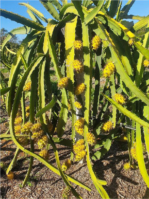 Image of Pitaya BRS AC (BRS Âmbar do Cerrado) - casca amarela com espinhos e polpa branca