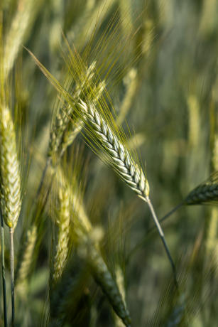 Image of Triticale - BRS Zênite