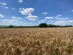 Imagem de Triticale BRS Tambaqui