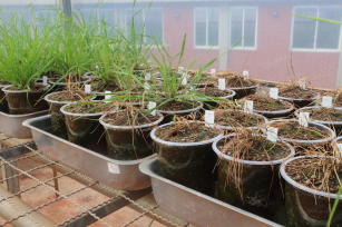 Imagem de Manejo de azevém com resistência múltipla a herbicidas na entressafra de inverno na Região Sul do Brasil.