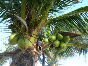 Image of Processo para aplicação de revestimentos biodegradáveis na conservação do coco verde (variedade Anã)