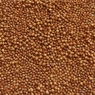 Imagem de Sorgo forrageiro BRS 661