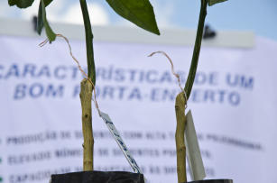 Image of Rootstock variations for the sweet pear orange CNPMF D-6 farming on the Coastal Tablelands of Bahia and Sergipe