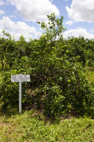 Image of Uso do porta-enxerto Trifoliata ‘Flying Dragon’ em sistemas de plantio adensado e irrigado para laranjeiras doces visando alta produtividade e sustentabilidade