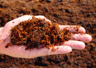 Imagem de Coquita - Substrato à base de casca de coco para produção de mudas