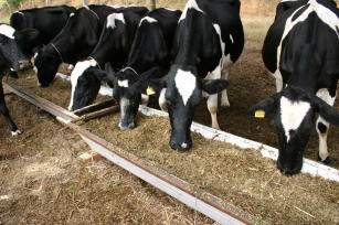 Image of E-Planfor - Food planning and herd fodder