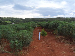 Image of Superação de dormência em sementes de juerana branca (Albizia pedicellaris)