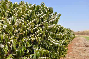 Image of Sistema orgânico de produção de café