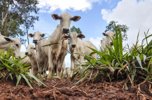 Imagem de Sistema de produção de boi safrinha no Cerrado