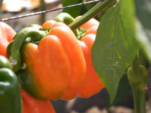 Image of Consórcio de pimentão e feijão-vagem arbustivo, em cultivo orgânico