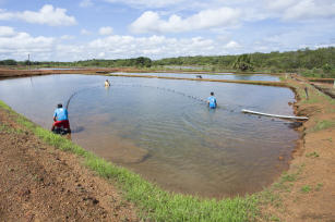 Imagem de Desenvolvimento e aplicação de estratégias para gestão do portfólio de Aquicultura