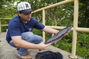 Imagem de Filogeografia comparativa entre Pseudoplatystoma corruscans e P. reticulatum (Siluriformes: Pimelodidae) na Bacia do Rio Paraná-Paraguai: bases para programas de conservação e aquicultura