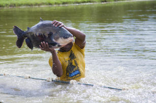 Imagem de Transferência de tecnologia para competitividade da piscicultura amazônica - PeixeMais Amazônia