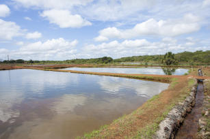 Imagem de Sistema de Inteligência Territorial Estratégica para Aquicultura na Amazônia (SITE-Aquicultura)