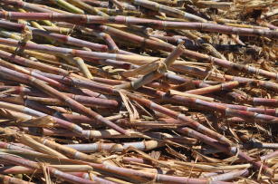 Image of Zoneamento Agroecológico para culturas anuais e perenes e para a cana-de-açúcar no Mato Grosso do Sul