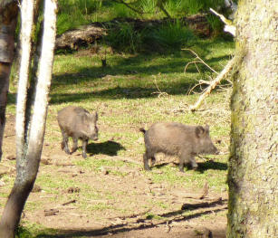 Imagem de Estruturação de programa de vigilância epidemiológica e manejo populacional de Suídeos Asselvajados (Sus scrofa) na área livre de Peste Suína Clássica