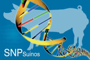 Imagem de Identificação de genes de interesse para a suinocultura por meio de genotipagem em grande escala e comparação de metodologias de seleção em Programa de Melhoramento Genético Nacional