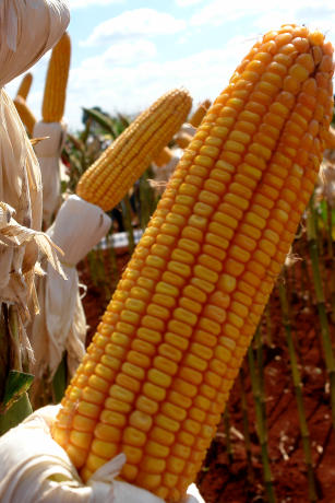 Image of Corn BRS 3042 triple-purpose hybrid