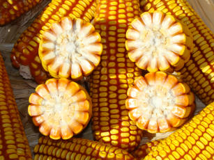 Image of Corn BRS 206