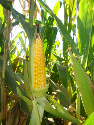 Image of Corn BRS Caatingueiro