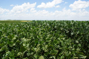 Imagem de Produtividade de forragem e palha, reciclagem de nutrientes e épocas de dessecação de espécies forrageiras consorciadas com soja em solos arenosos do Tocantins