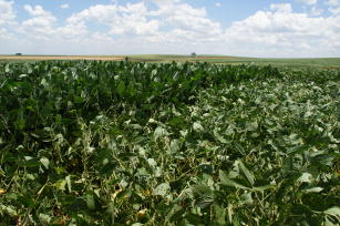 Imagem de Avaliação da contribuição da FBN na soja coinoculada com bactérias dos gêneros Bradyrhizobium e Azospirillum em áreas comerciais dos estados do Tocantins e da Bahia