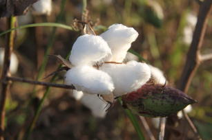 Image of Cotton - BRS 335