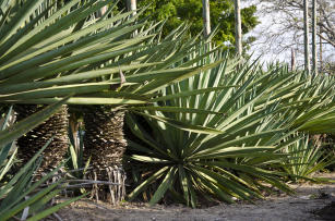 Imagem de Novo composto inseticida de Agave para controle da cochonilha na palma forrageira e em algodão no Semiárido brasileiro