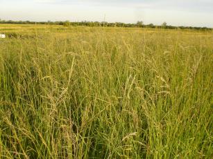 Imagem de Valoração e uso de recursos naturais dos Campos Sul-brasileiros para produção pecuária sustentável e recuperação de pastagens nativas degradadas no Bioma Pampa