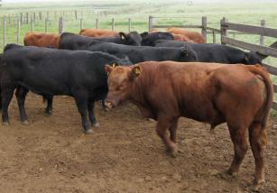 Imagem de Avaliação da eficiência produtiva de vacas de corte puras e oriundas de cruzamentos envolvendo as raças Angus, Hereford, Caracu e Nelore no sul do Brasil